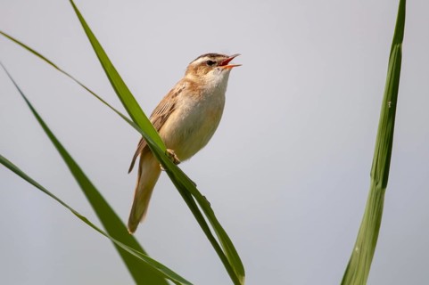 Acrocephalus Schoenobaenus, Sedge Warbler, Birds, Song, Passeri, Singing, Songbirds, Birds, Warbler