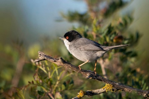 Granelli, Italy, Pantani Cuba and Longarini, velvet warbler, Sardinian warbler, Sylvia