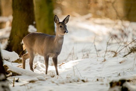 Artiodactyla, Capreolus capreolus, even-toed ungulate, cloven-hoofed, roe deer, mammals, snow,