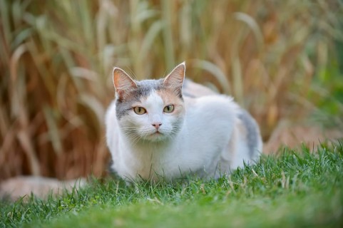 Domestic cat, tortoiseshell cat lying in a meadow, North Rhine-Westphalia, Germany