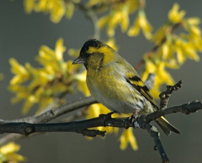 Carduelis spinus, siskin, spinus spinus, siskin, birds, spring, garden, male, passeri, songbirds,