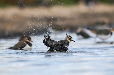 Lapwing, Vanellus Vanellus, Bath, Bathe, Birds, Charadriiformes, Limikolen, Plover, Potion, Birds,