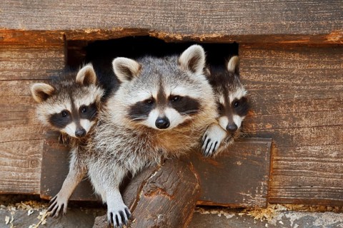Raccoon (Procyon lotor) : a female and her young peering out of the opening of a shed, Hesse,