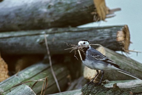 Wagtail, Motacilla Alba, White Wagtail, Birds, Leo, Nest Building, Passeri, Songbirds, Birds