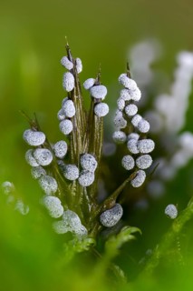 Didymium melanospermum, grey fur dust, grey ball slime mold, hemispherical crust mushroom, slime