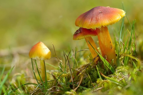 Hygrocybe conica, hygrocybe conica agg, conical sapling, blackening sapling, blackening waxcap,