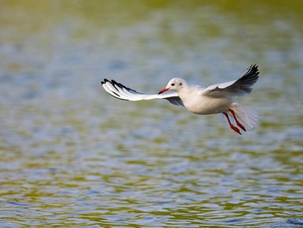 A black-headed gull in flight, Ümminger See, Bochum, Ruhrpott, North Rhine-Westphalia, Germany