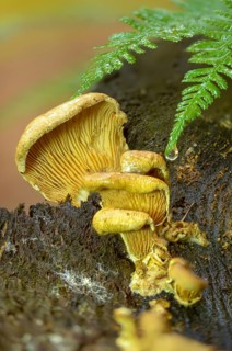 Common mussel crempling, mussel wood crempling, oyster rollrim, paxillus panuoides, plicaturella