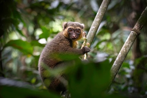 A golden bamboo lemur of the genus Hapalemur aureus, in the rainforests of Ranomafana National Park