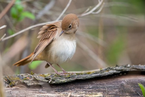 Luscinia megarhynchos, nightingale, birds, plumage, passeri, preening, songbirds, songbirds, birds