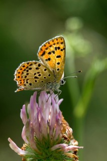 Brown moth, Lycaena tityrus, sulfur bird, sooty purple-edged copper, birds, butterfly, high size,