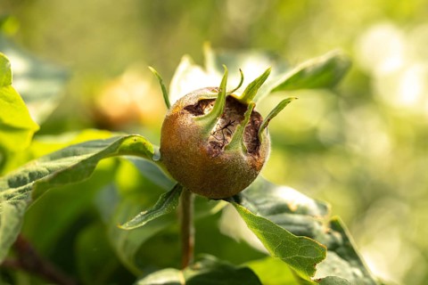 Close-up of a medlar (Mespilus germanica) on a branch with green leaves, Ternitz, Lower Austria,
