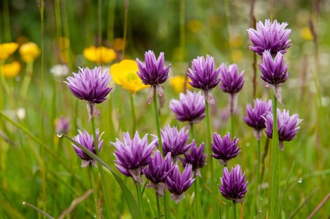 Alliaceae, Allium schoenoprasum var. alvarense, alvar cut garlic, chives, leeks, cut leeks, Sweden,