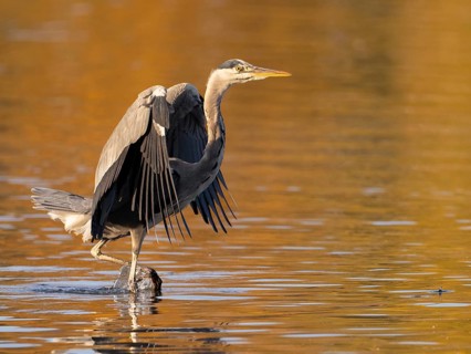 A gray heron with open wings, North Rhine-Westphalia, Germany