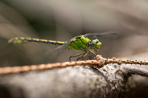 Green culbtail, green snaketail, green wedge, ophiogomphus cecilia, anisoptera, damselflies,
