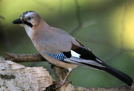 Jays, Garrulus glandarius, jay, birds, corvidae family of birds, passeri, corvids, songbirds, birds