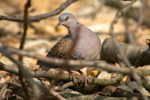 Streptopelia turtur, lovebird, turtle dove, birds, columbidae, doves, birds
