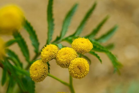Asteraceae, chrysanthemum vulgare, daisy, tansy, tanacetum vulgare, tansy, wormwort, bitter