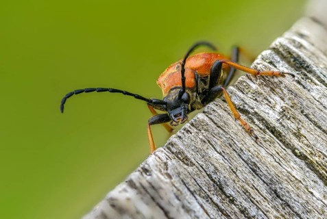 Aredolpona rubra, cerambycidae, corymbia rubra, common longhorn beetle, red-brown longhorn beetle,