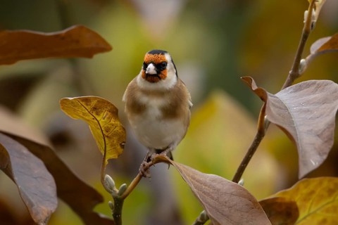 European goldfinch (Carduelis carduelis) adult garden bird in a magnolia tree with autumn colour