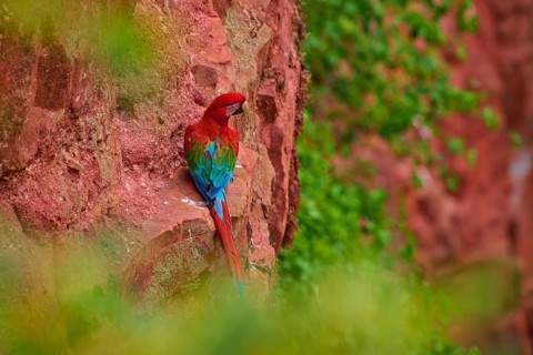 A red parrot climbs up a reddish rock surrounded by green, Green-winged Macaw, or Dark Scarlet