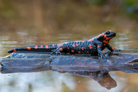 Fire salamander, salamandra salamandra, amphibians, amphibians, caudata, amphibians, amphibians,