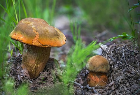 Boletus luridus, witch mushroom, reticular witch bolete, suillellus luridus, fungi, fungus, witch