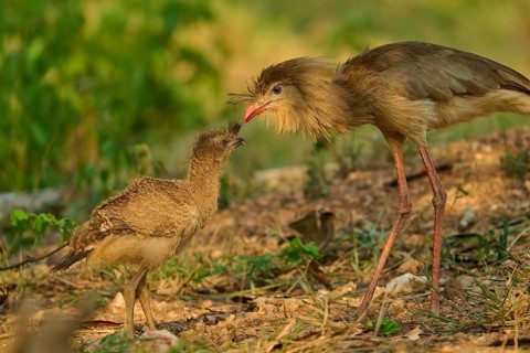 A bird and a chick approach each other on a patch of earth: a red-footed seriema (Cariama