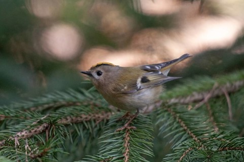 Goldcrest, golden chicken, Regulus regulus, winter golden chicken, birds, passeri, songbirds, birds