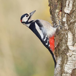 Great Spotted Woodpecker (Dendrocopus major), male, foraging on the trunk of a silver birch (Betula