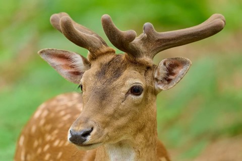 Close-up of a young stag with velvety antlers in the forest, fallow deer (Dama dama), velvet