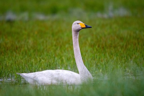 Cygnus cygnus, Finland, singing swan, whooper swan, anatidae, birds, duckbirds, swan, swans, swans,