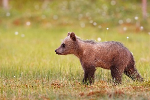 Young brown bear