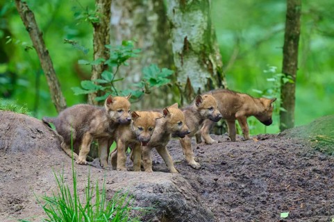 Several wolf cubs explore a forest together in their natural habitat, Wolf (Canis lupus), Germany