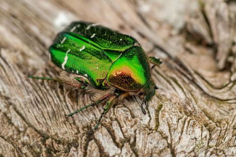Cetonia aurata, common rose beetle, shiny golden rose beetle, rose chafer, rose beetle, Sweden,
