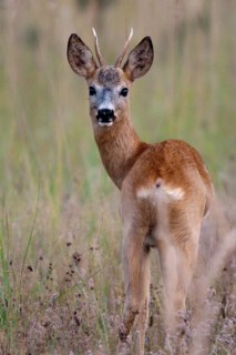 2009, artiodactyla, Brandenburg, Capreolus capreolus, even-toed ungulate, Germany, national natural