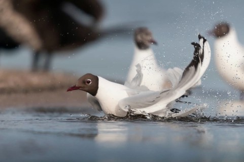 Black-headed gull, chroicocephalus ridibundus, black-headed gull, larus ridibundus, adult, bath,