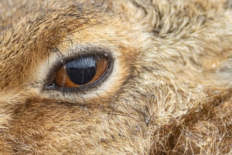 European brown hare (Lepus europaeus) adult animal close up head portrait, England, United Kingdom