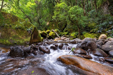 Mhlwazini River flows through thick forest, original mountain forest, Rainbow Gorge,