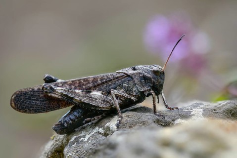 Acrididae, caelifera, field locusts, gomphocerinae, grasshoppers, short-feeler, psophus stridulus,
