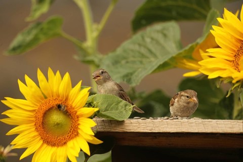 House Sparrow (Passer domesticus) – fledglings at the bird feeder in the garden amongst flowering