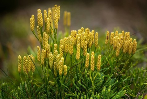 Bearlobe family, Diphasiastrum complanatum, flatbear lobe, common flatbear lobe, Lycopodiaceae,