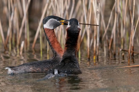 Podiceps grisegena, red-necked grebe, red-necked grebe, courtship behavior, birds, courtship