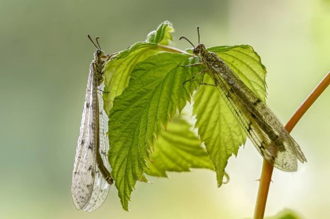 Antmaids, Euroleon nostras, spotted winged ant maid, Myrmeleontidae, Neuroptera, Suffolk antlion,