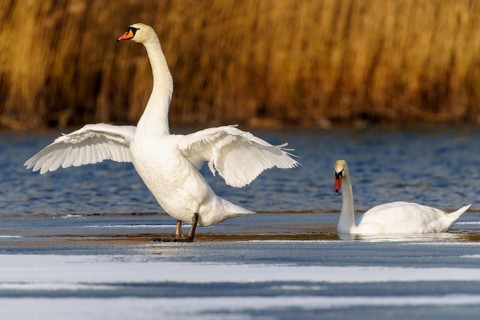 Mute swan (Cygnus olor), wildlife, Germany. One swan spreads its wings whilst another swims calmly