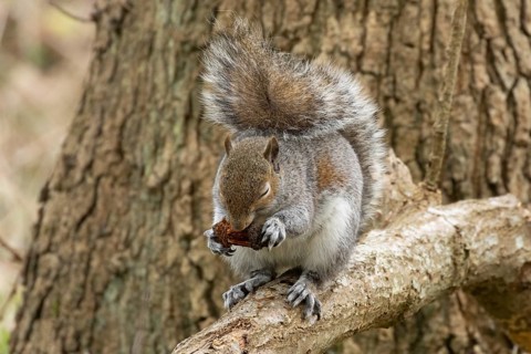Grey squirrel (Sciurus carolinensis) adult rodent animal eating on a tree branch in a woodland,