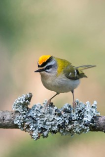 Common firecrest, golden chicken, Regulus ignicapillus, golden grouse, birds, high size, portrait