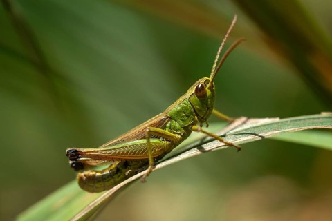 Acrididae, Caelifera, Chorthippus parallelus, field locusts, common grasshoppers, gomphocerinae,