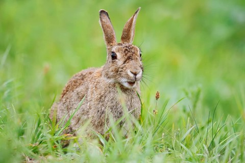 Wild rabbit (Oryctolagus cuniculus) sitting in a meadow, North Rhine-Westphalia, Germany
