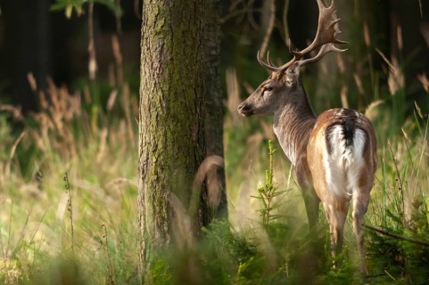 Dama dama, fallow deer, fallow deer, mammals, shovelers, mammals